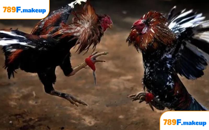 Mẹo chơi đá gà 789F giúp hội viên luôn thắng